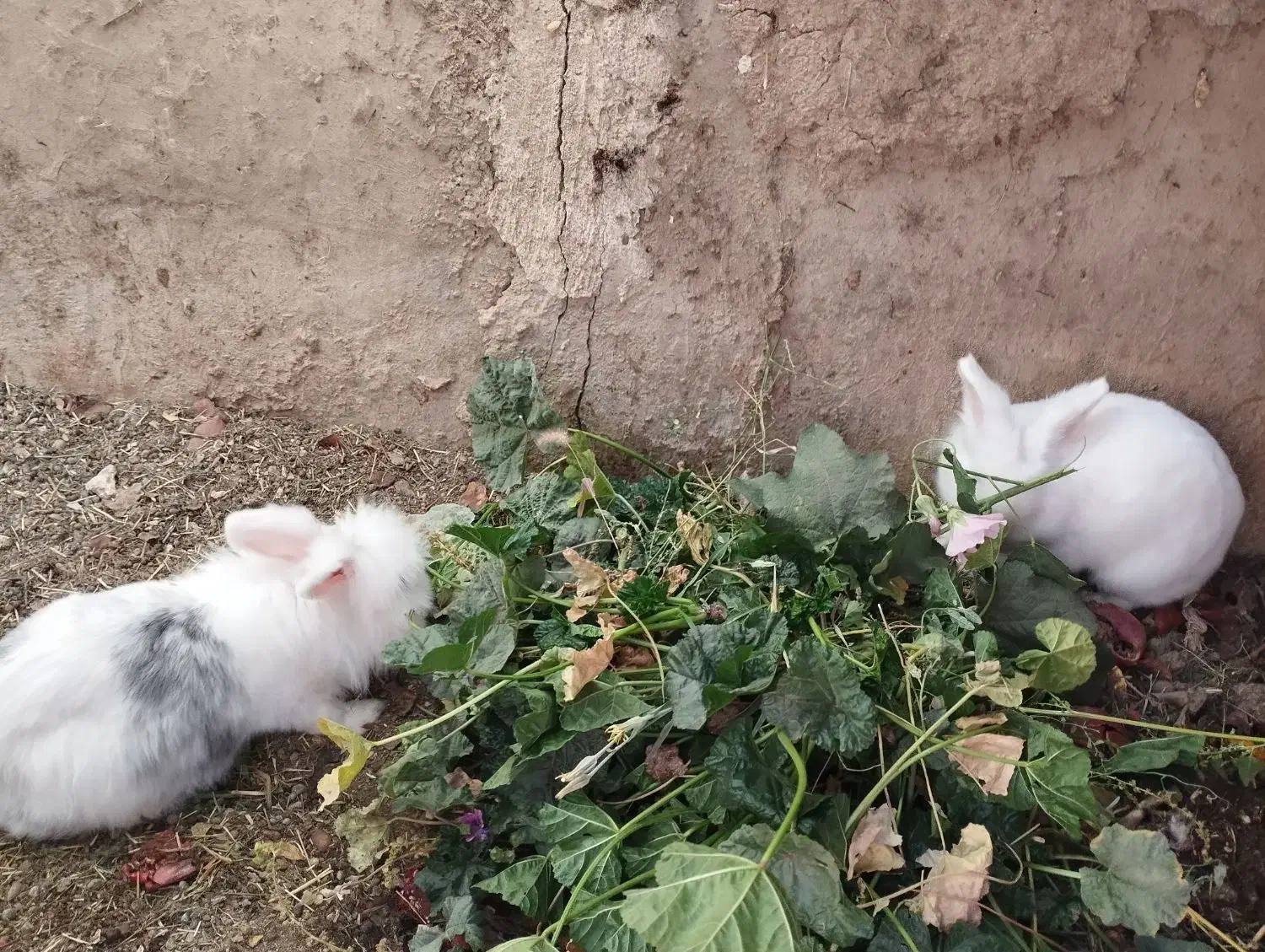 خرگوش لوپ مولد|موش و خرگوش|شهرضا, |دیوار