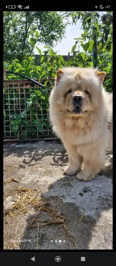 سگ چاو چاو نر|سگ|رشت, پیرسرا|دیوار