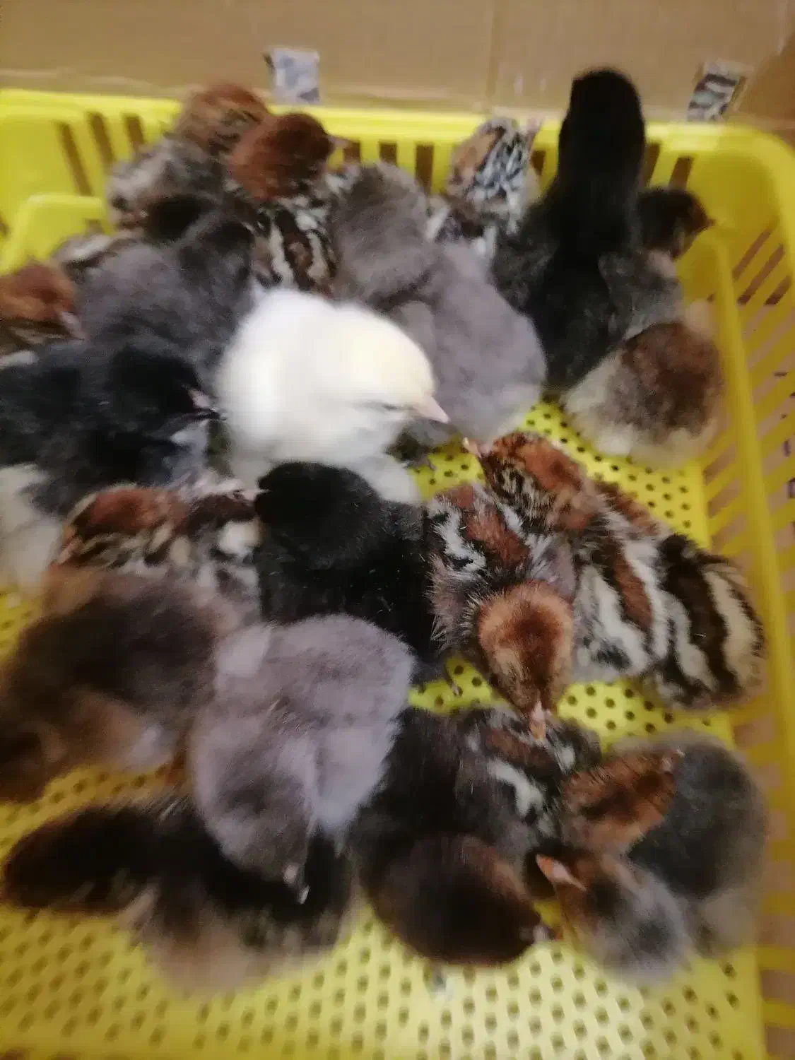 جوجه|حیوانات مزرعه|یزد, |دیوار