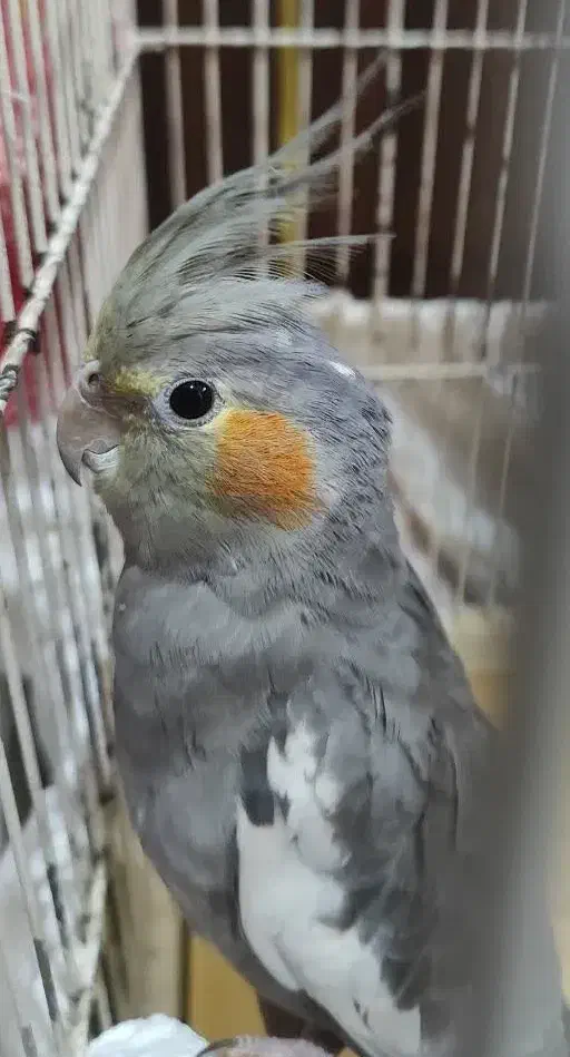 عروس هلندی|پرنده|قم, باغ شازده|دیوار