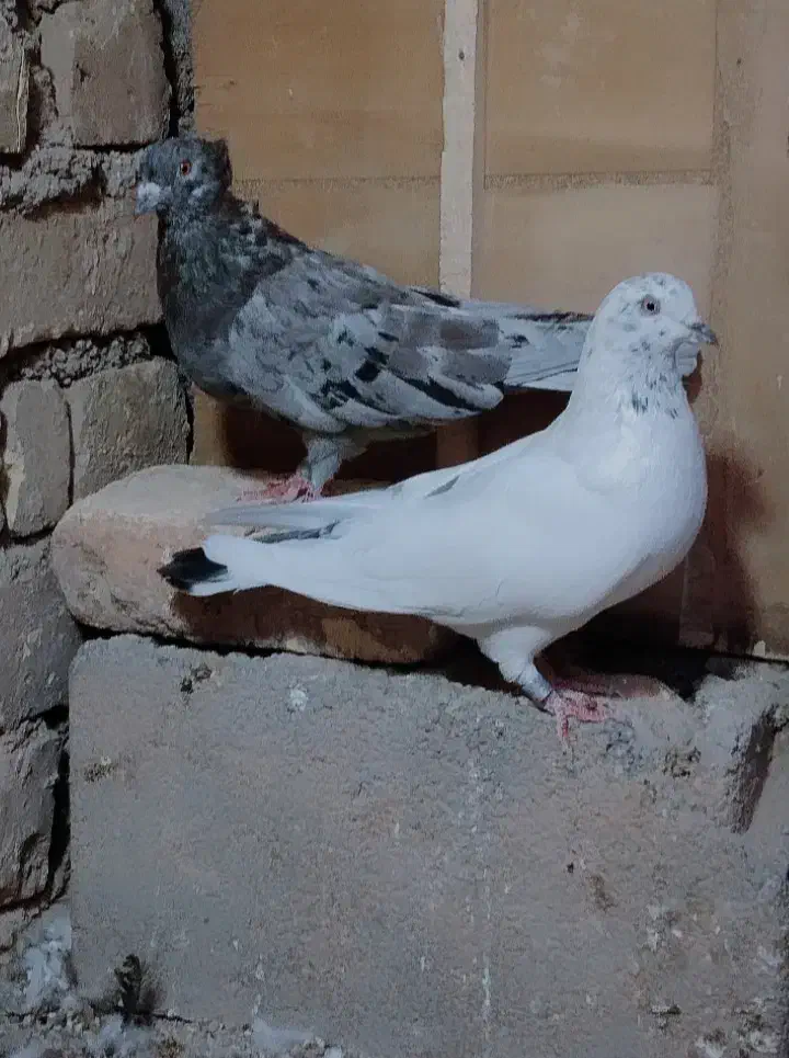 یجفت کبوتر|پرنده|یاسوج, |دیوار