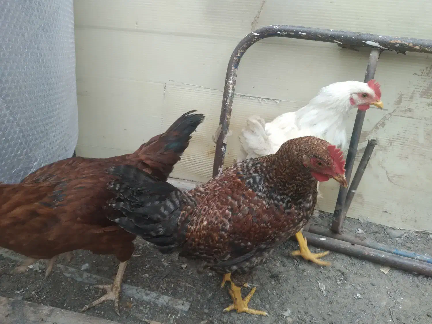 مرغ وخروس گلپایگانی|حیوانات مزرعه|قم, انسجام|دیوار