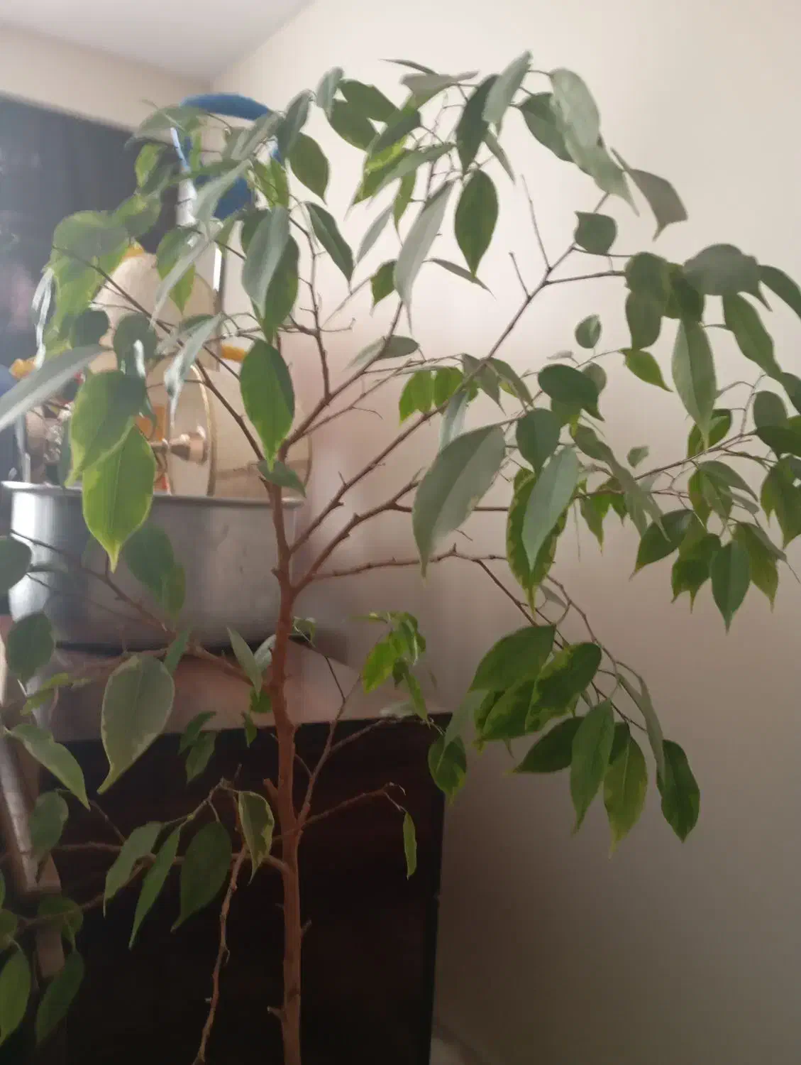 گیاه|گل و گیاه طبیعی|ری, دولت‌آباد|دیوار