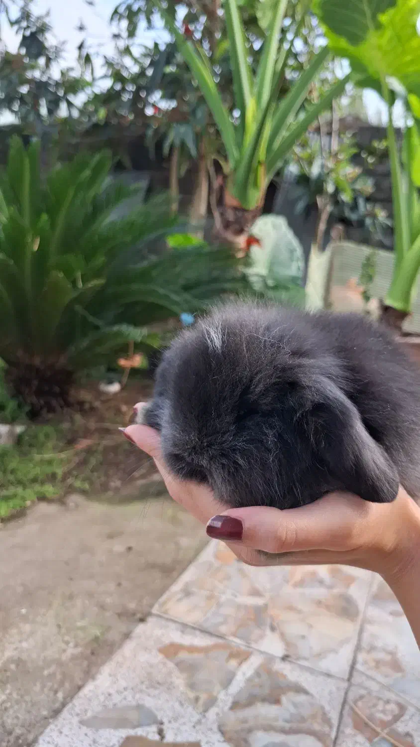 خرگوش مینی لوپ|موش و خرگوش|لشت نشا, |دیوار