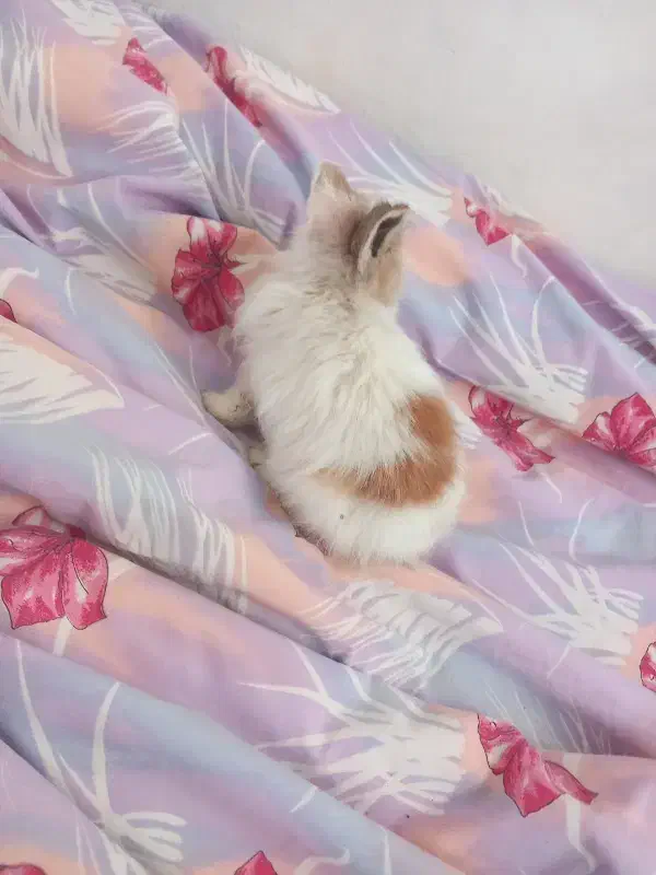 خرگوش کوچولو|موش و خرگوش|ماهدشت, |دیوار