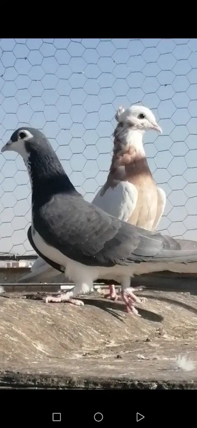 کفتر وکبوتر صید رنگه|پرنده|فردوس (خراسان), |دیوار