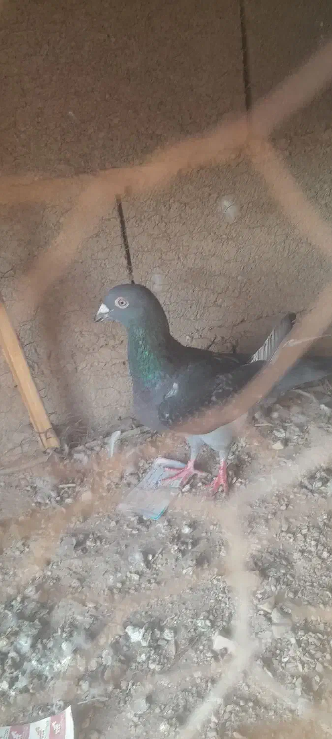 ۸عدد کبوتر فروشی|پرنده|طبس, |دیوار