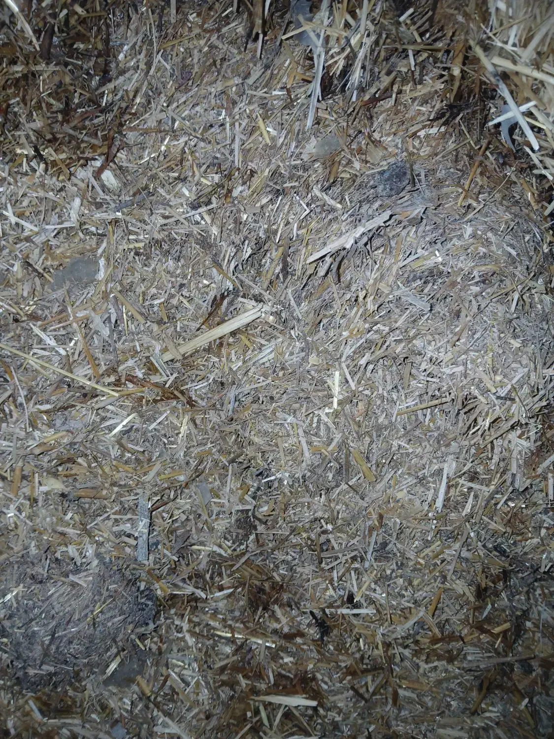 کاه برا کاه گل|لوازم جانبی حیوانات|مرودشت, رودبال|دیوار