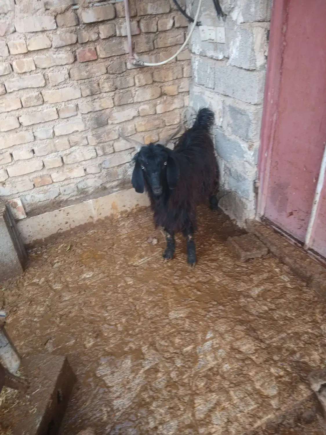 کهره نر|حیوانات مزرعه|مرودشت, علی‌آباد‎|دیوار