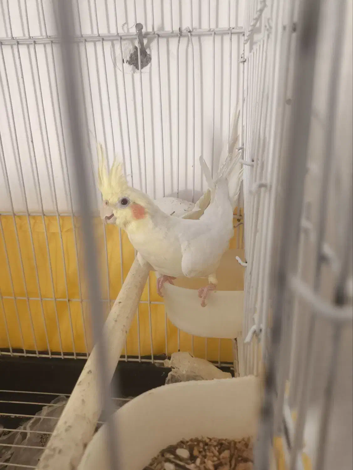 عروس هلندی|پرنده|اندیمشک, |دیوار