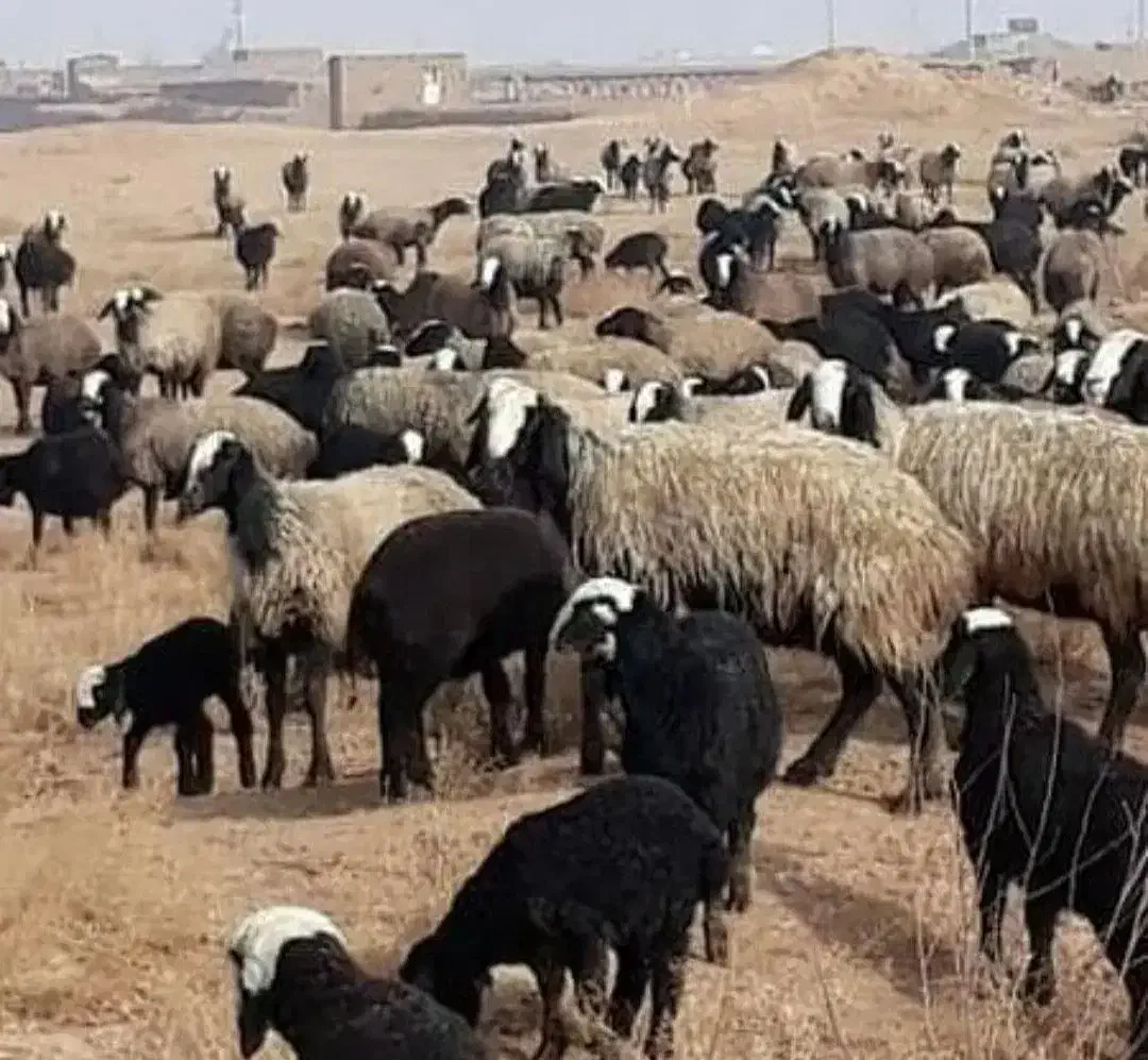 چـ.هار.صـ.ـد راس seroi  گوسفند seroi چندقــلــو.زا|حیوانات مزرعه|سیدان, |دیوار