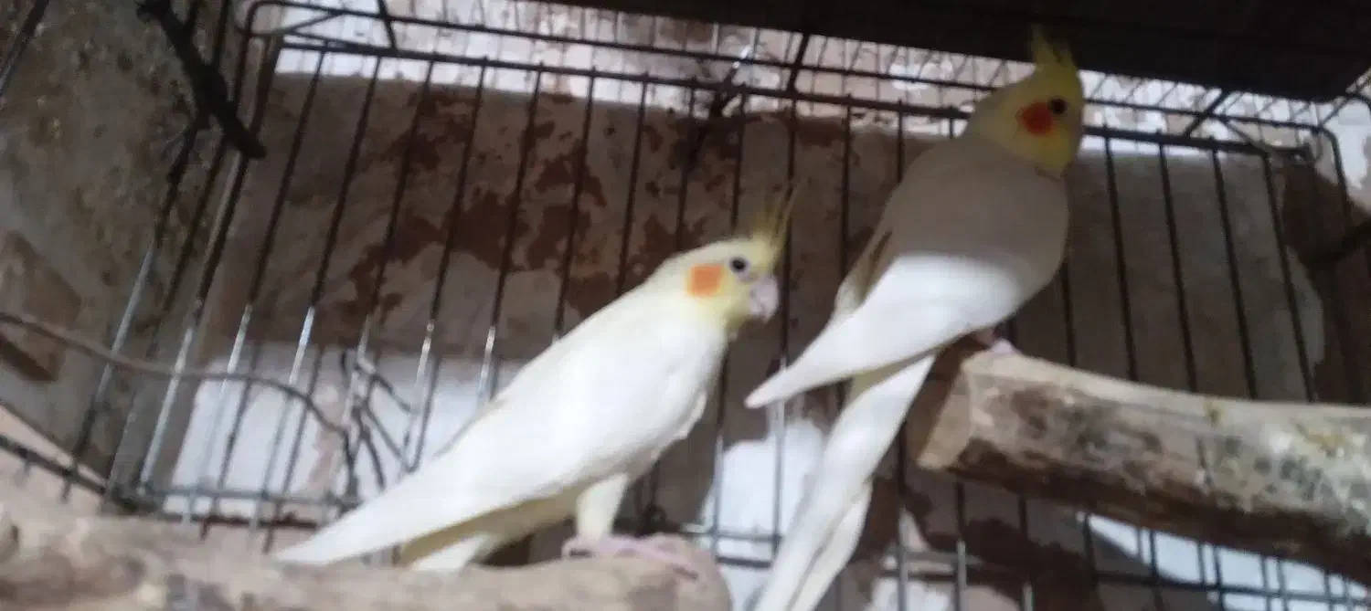 عروس لوتینو بالغ شرطی نر دستی|پرنده|اهواز, فاز ۲ پادادشهر|دیوار