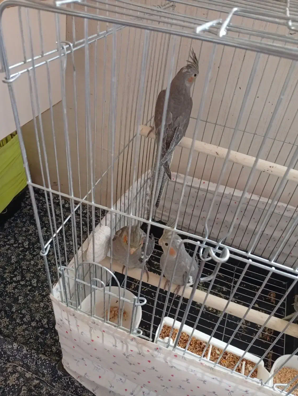 عروس هلندی|پرنده|صائین قلعه, |دیوار