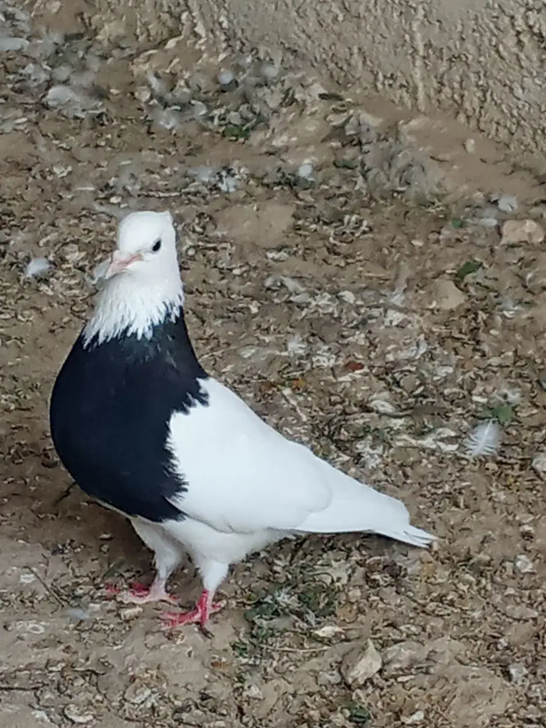 کبوترطوقی|پرنده|لامرد, |دیوار