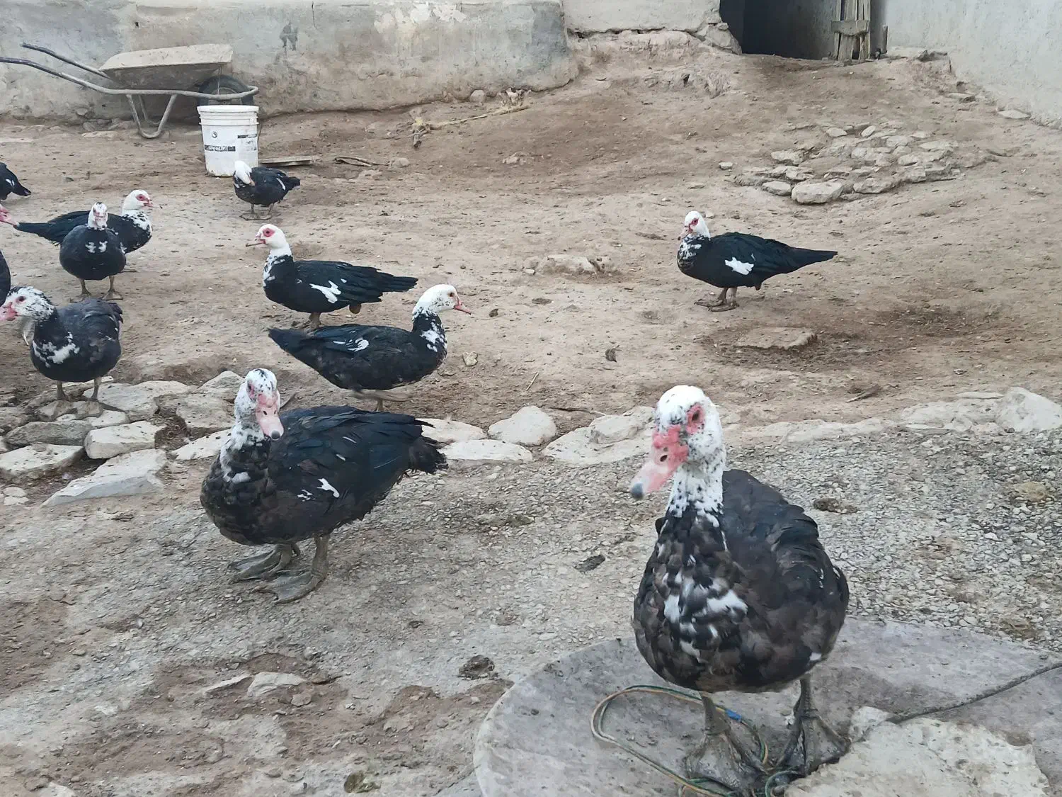 اوردکخارجی|حیوانات مزرعه|گل تپه, |دیوار