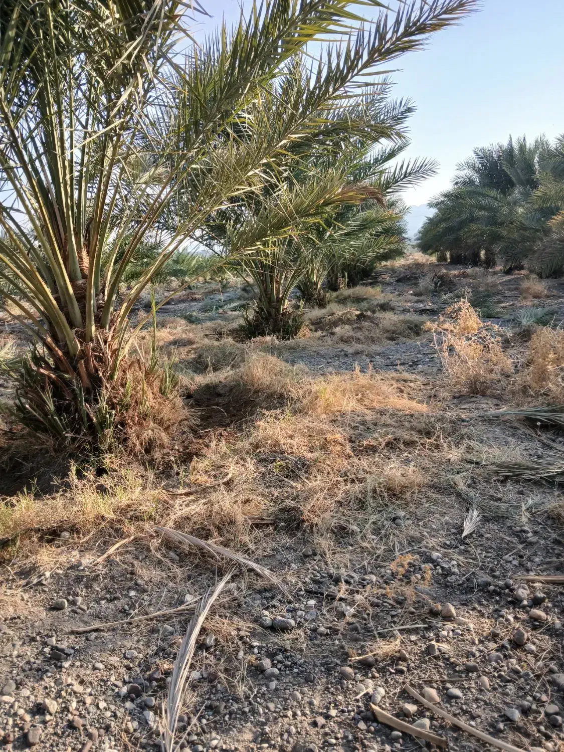 فروش باغ نخل|فروش دفتر صنعتی، کشاورزی، تجاری|فاریاب, |دیوار