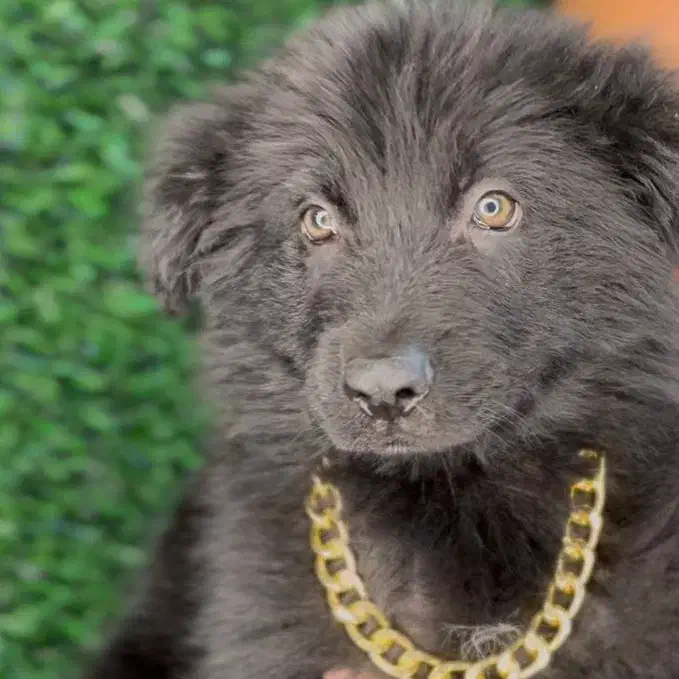 توله سگ ژرمن|سگ|تهران, شهر زیبا|دیوار