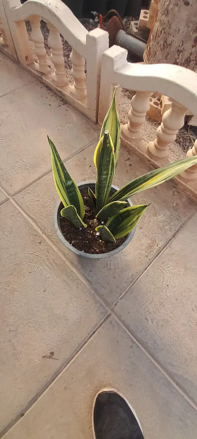 گل خانه باران گل های آپارتمانی|گل و گیاه طبیعی|قزوین, |دیوار