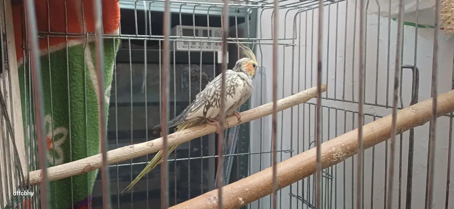 یک جفت عروس هلندی با یک جوجه|پرنده|تهران, منیریه|دیوار