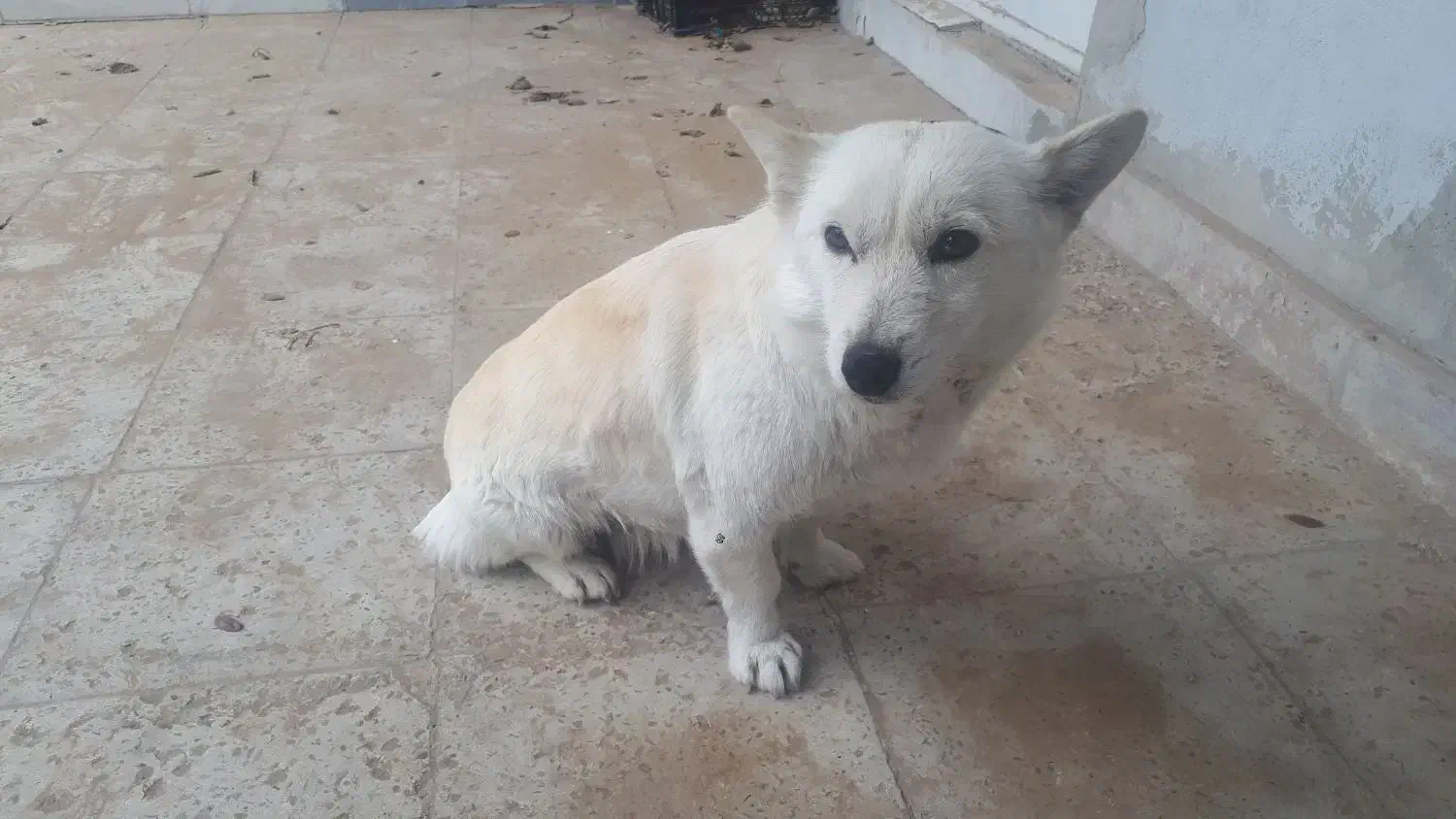 سگ پا کوتاه اشپیدز ماده|سگ|محمدشهر, محمدشهر|دیوار