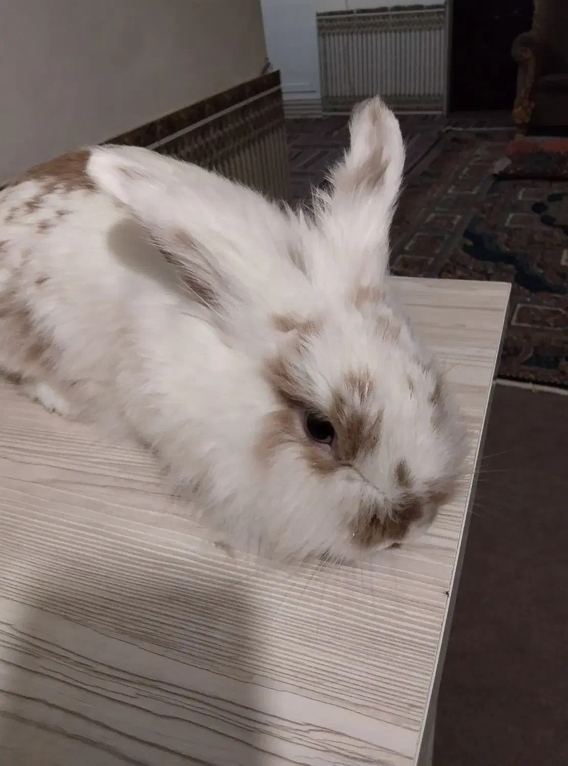 خرگوش سفید برفی|موش و خرگوش|رباط‌کریم, نصیرشهر|دیوار