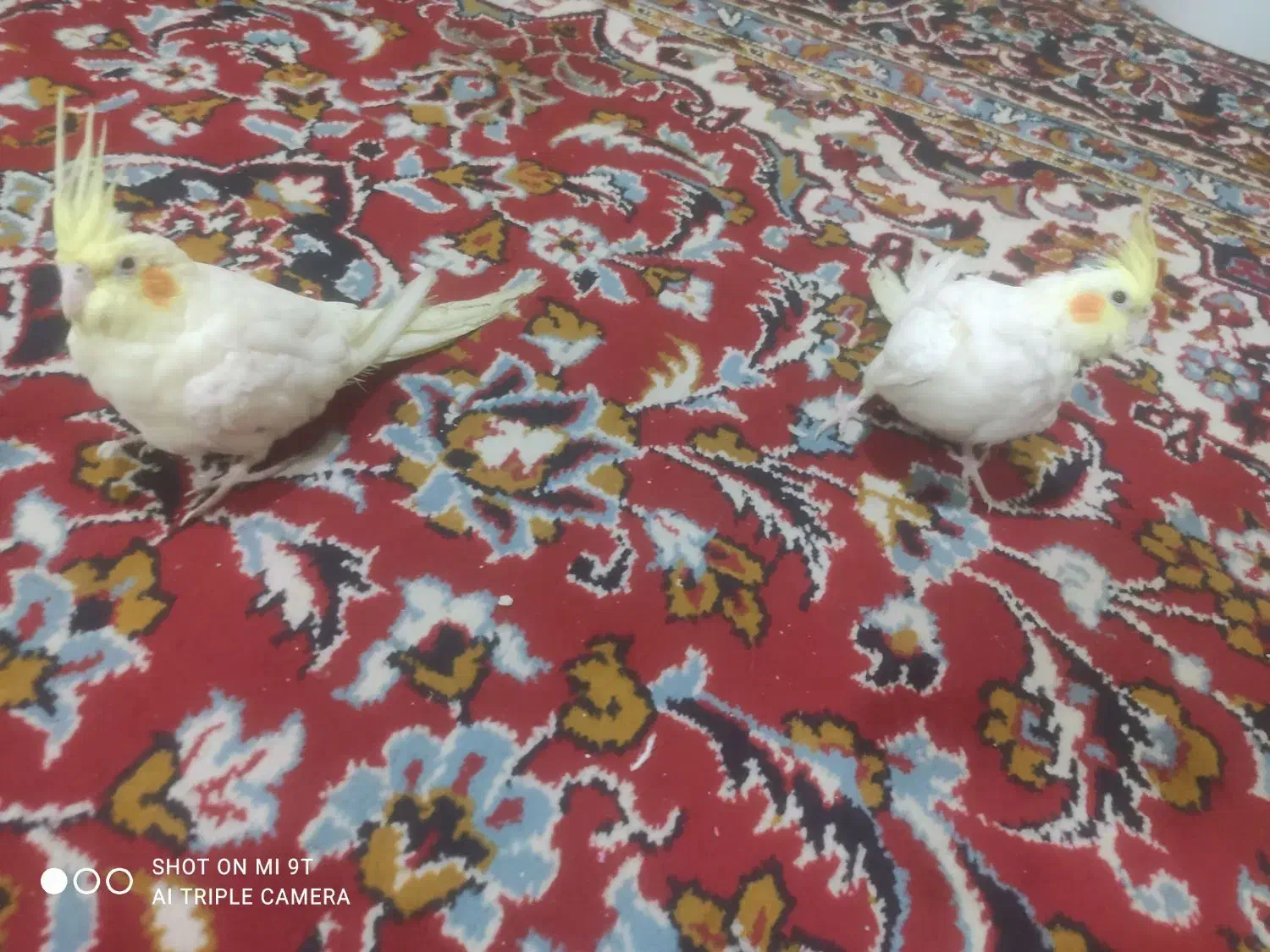 عروس هلندی لوتینو|پرنده|اهواز, شهرک رزمندگان|دیوار