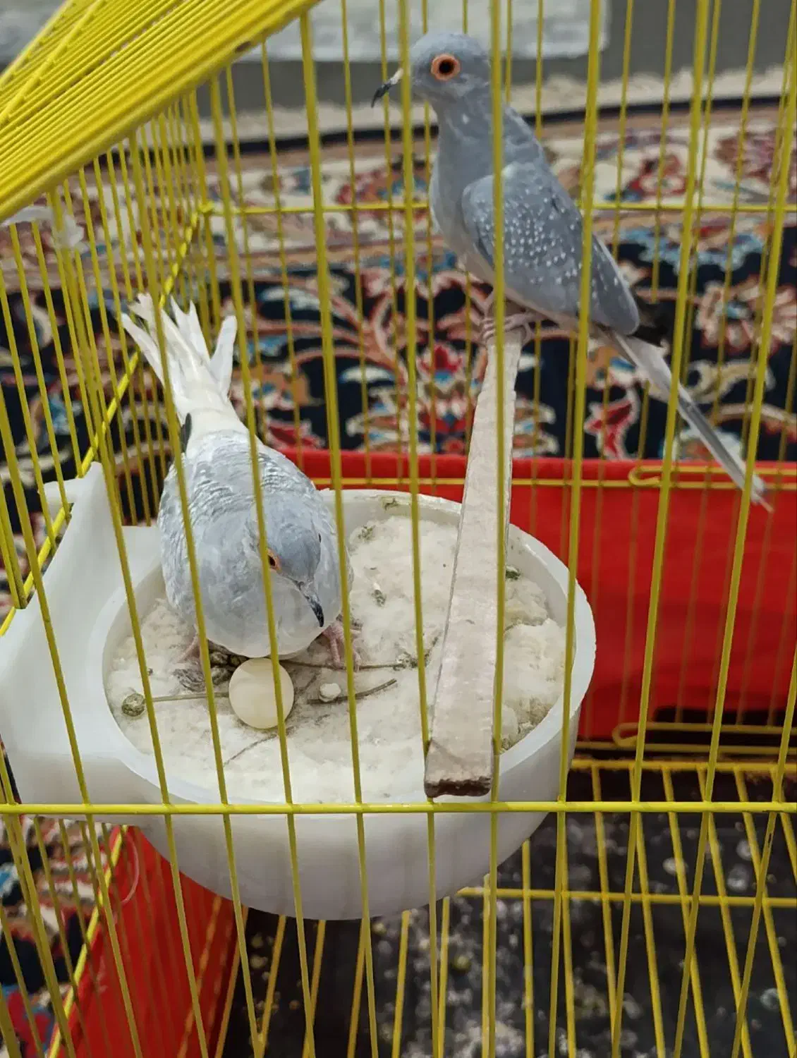 پرنده کبوترفنچ طوطی|پرنده|کرمانشاه, |دیوار