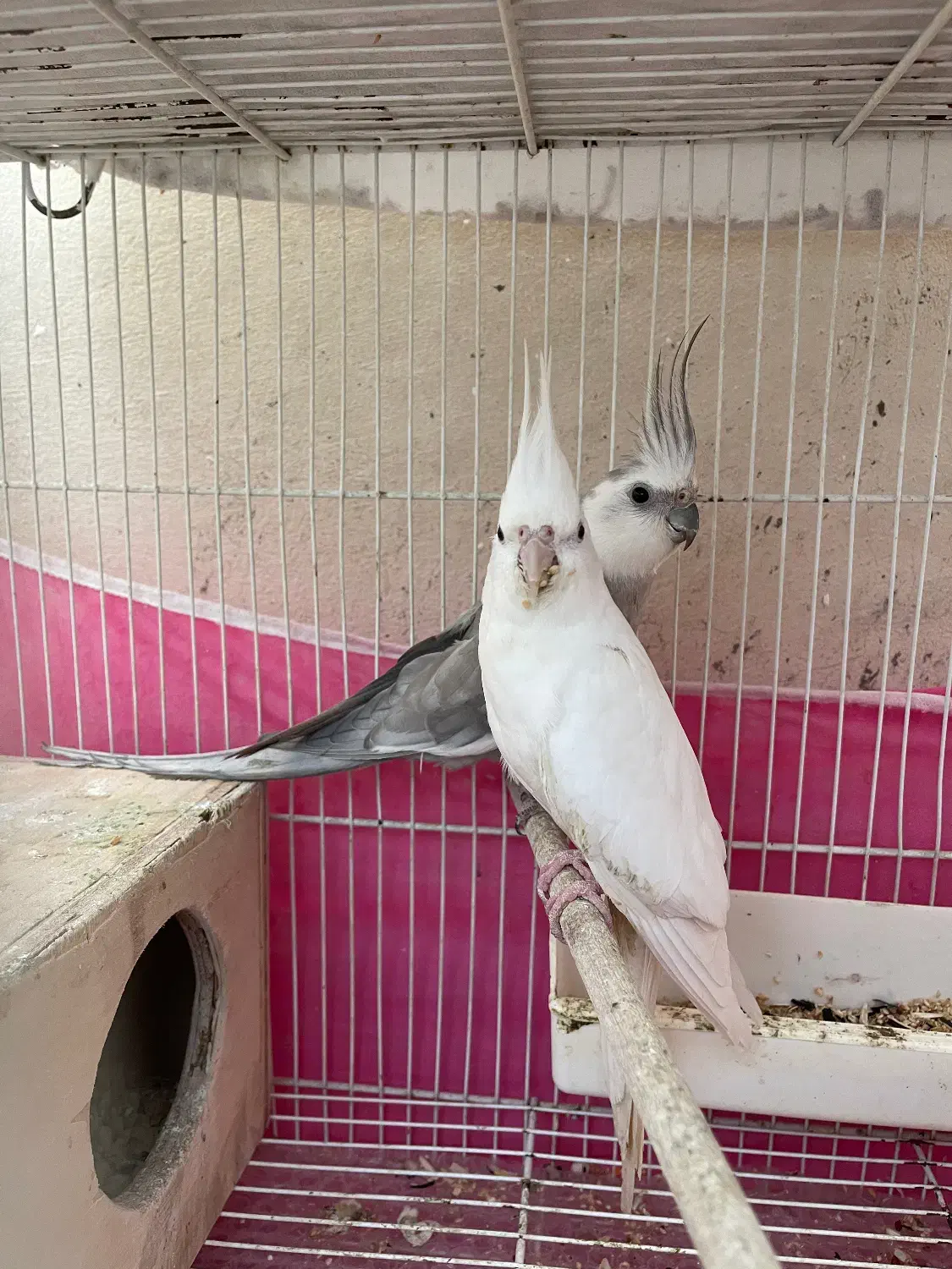 طوطی عروس مولد به شرط|پرنده|آمل, |دیوار