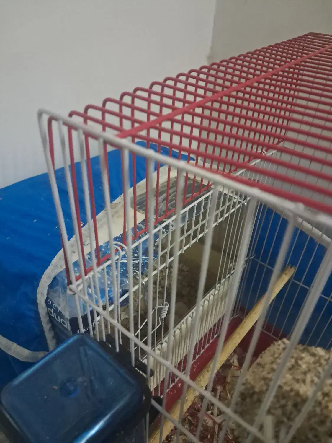 عروس|پرنده|اردکان, |دیوار