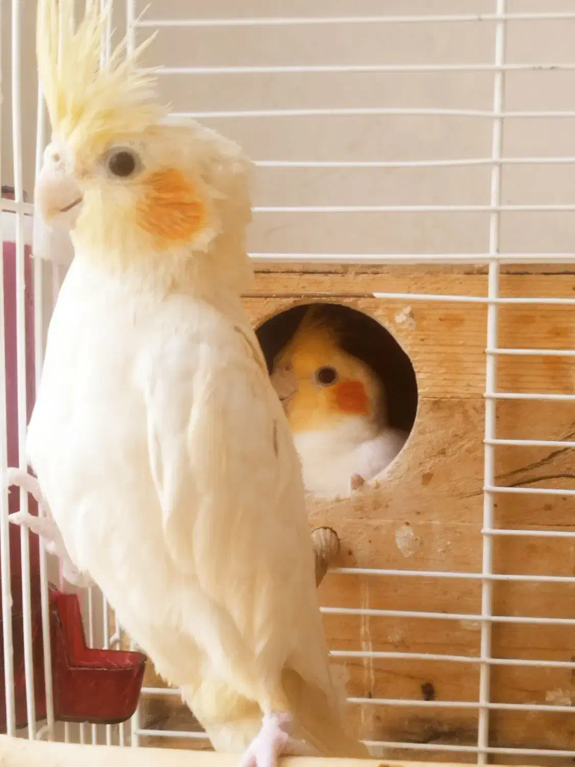 عروس هلندی،طوطی برزیلی،مرغ عشق|پرنده|کرج, ساسانی (قلمستان)|دیوار