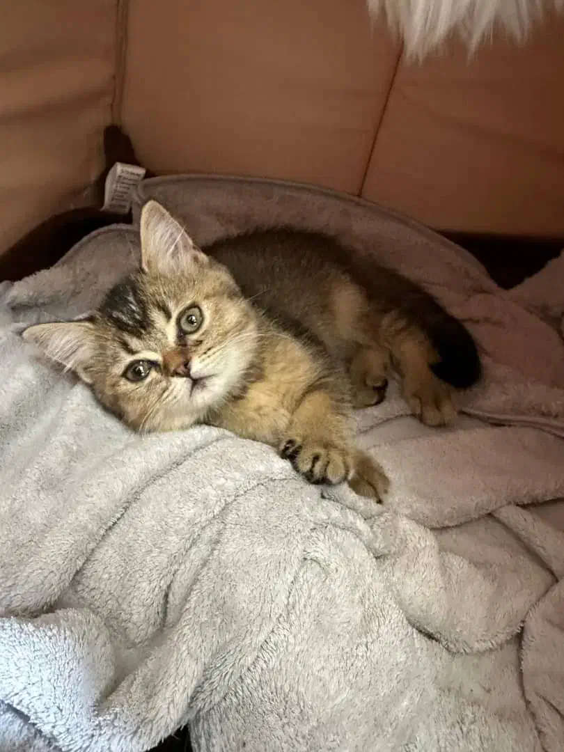 گربه با اصالت و شناسنامه دار|گربه|اهواز, کوی ایثار|دیوار