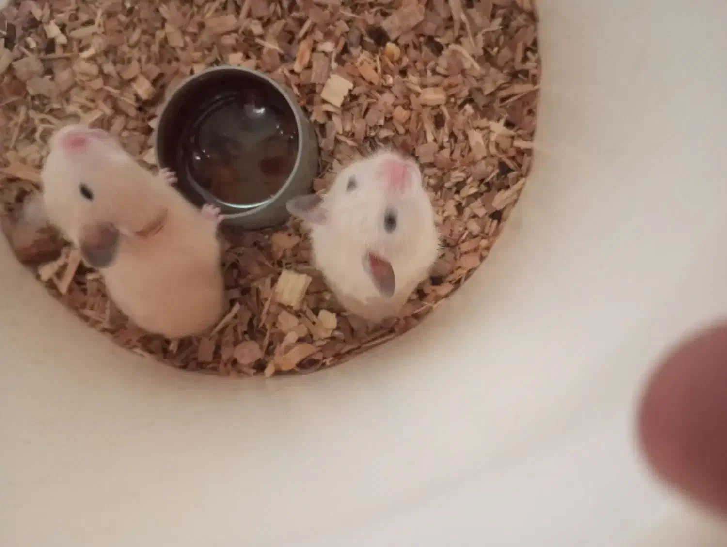 همستر|موش و خرگوش|یزد, |دیوار