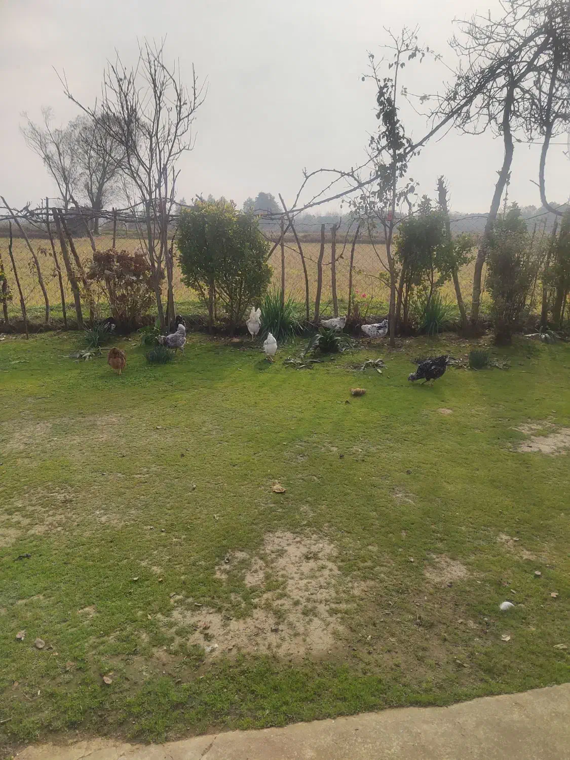 تخم مرغ گلین|حیوانات مزرعه|رضوانشهر, |دیوار