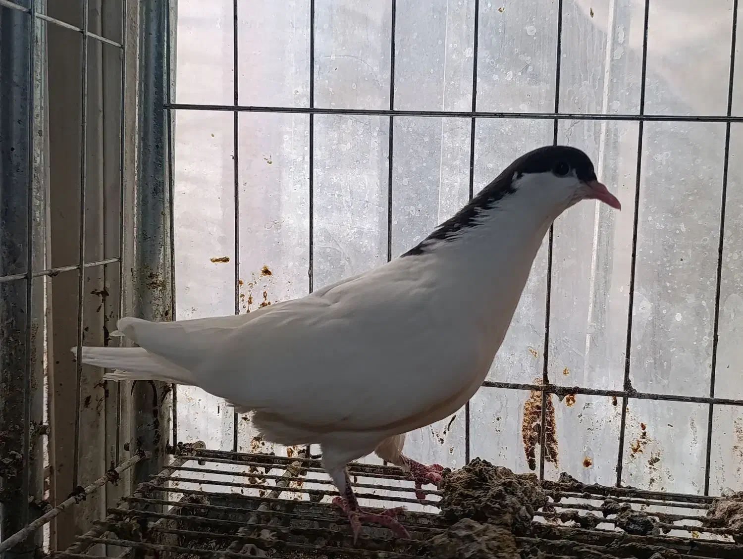 جوجه رنگی|پرنده|مشهد, کارمندان دوم|دیوار