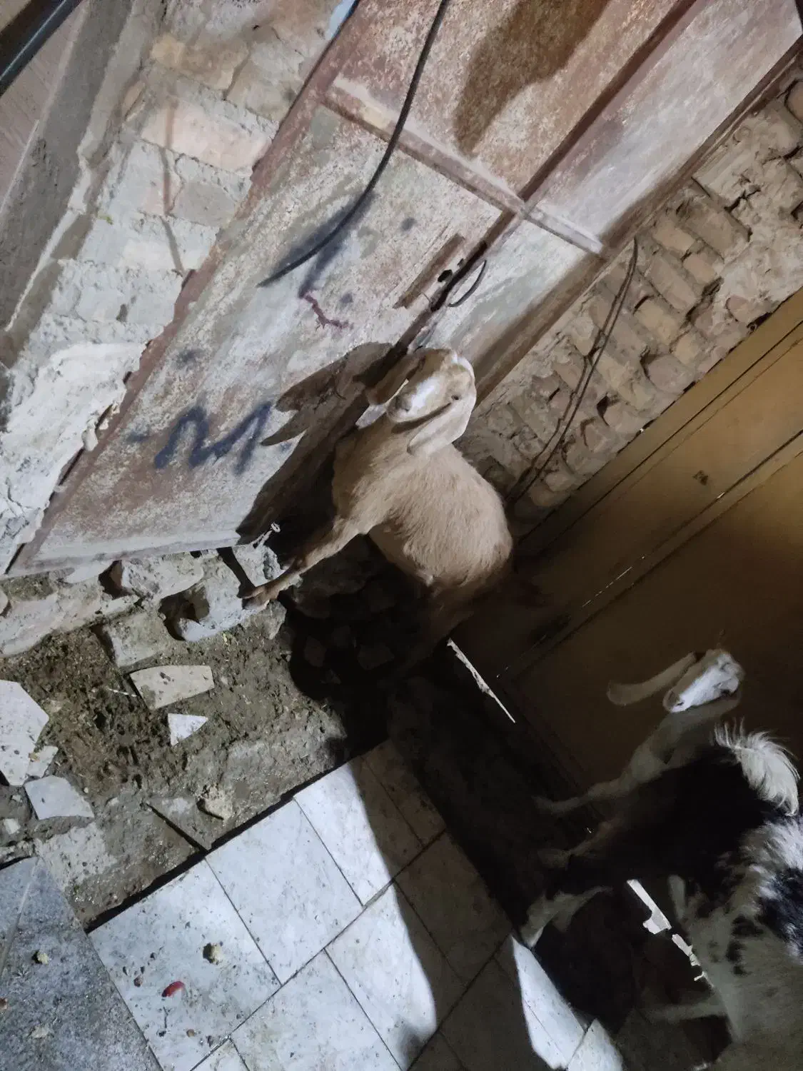 گوسفند|حیوانات مزرعه|سراوان, |دیوار