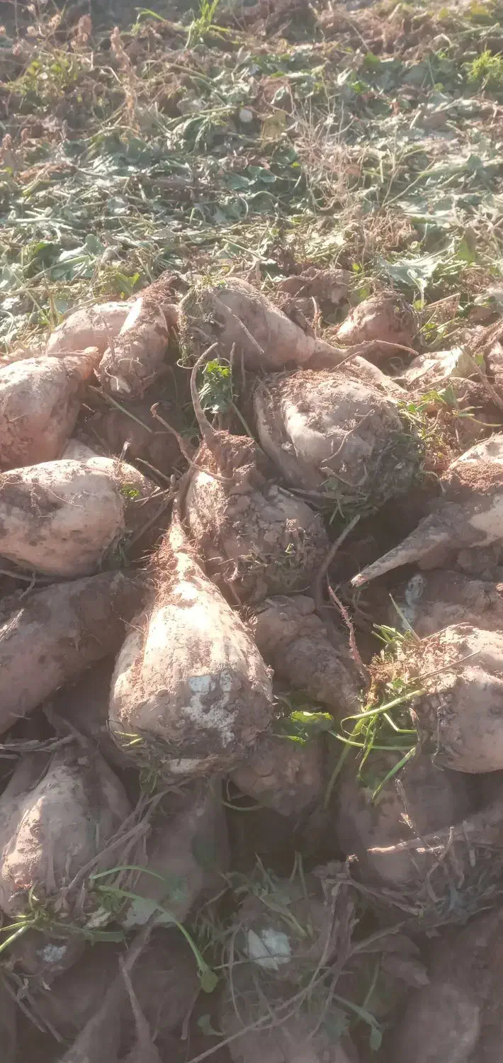 چقندر قند|خوردنی و آشامیدنی|بشاریات, |دیوار