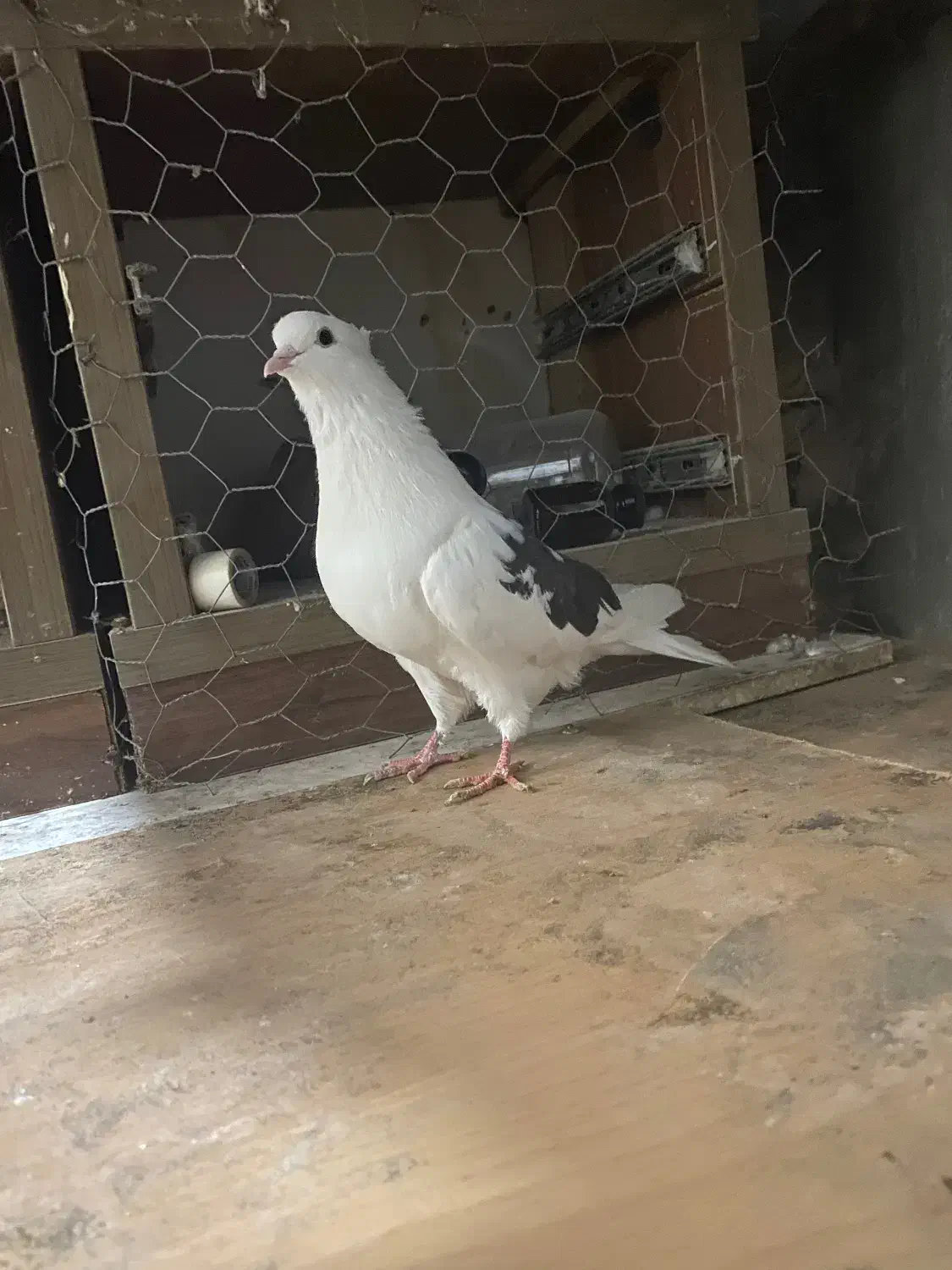 چندعددکبوترتکپر|پرنده|سرخنکلاته, |دیوار