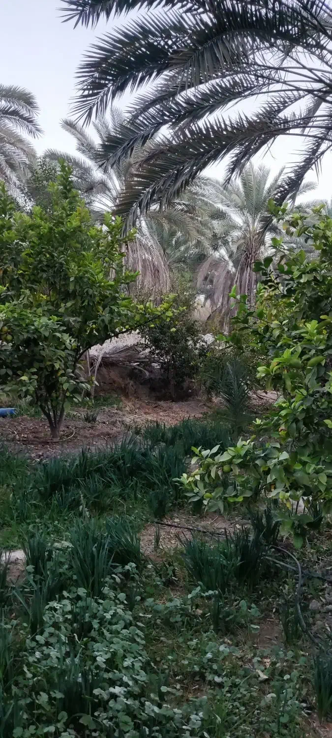 باغچه 425متر خفر|فروش زمین و ملک کلنگی|شیراز, شهرک گلها|دیوار