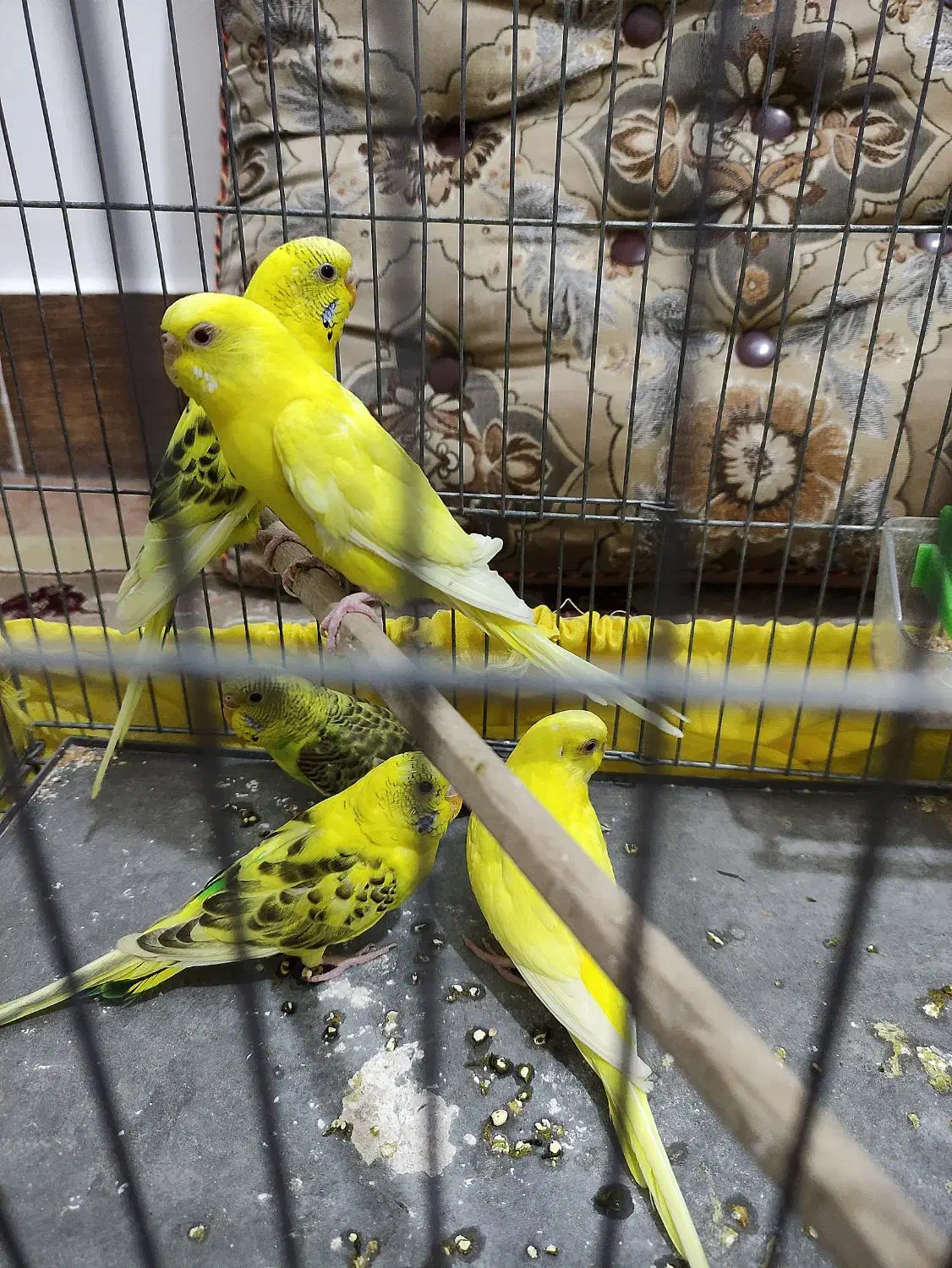 مرغ‌ عشق|پرنده|داراب, |دیوار