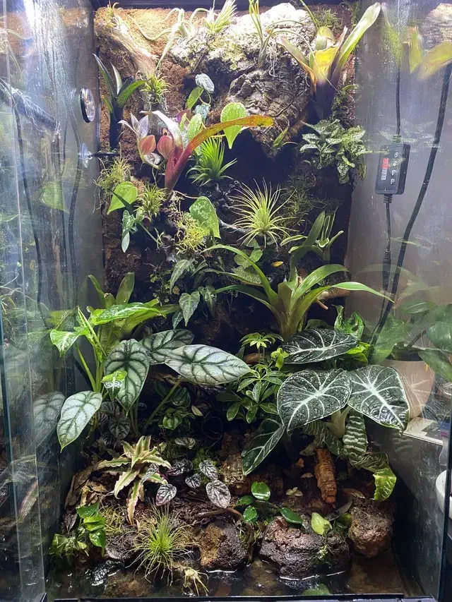 آکواریوم آب شور و شیرین وتراربوم و گرین وال مدرن|ماهی|صدرا-فارس, فاز ۲|دیوار