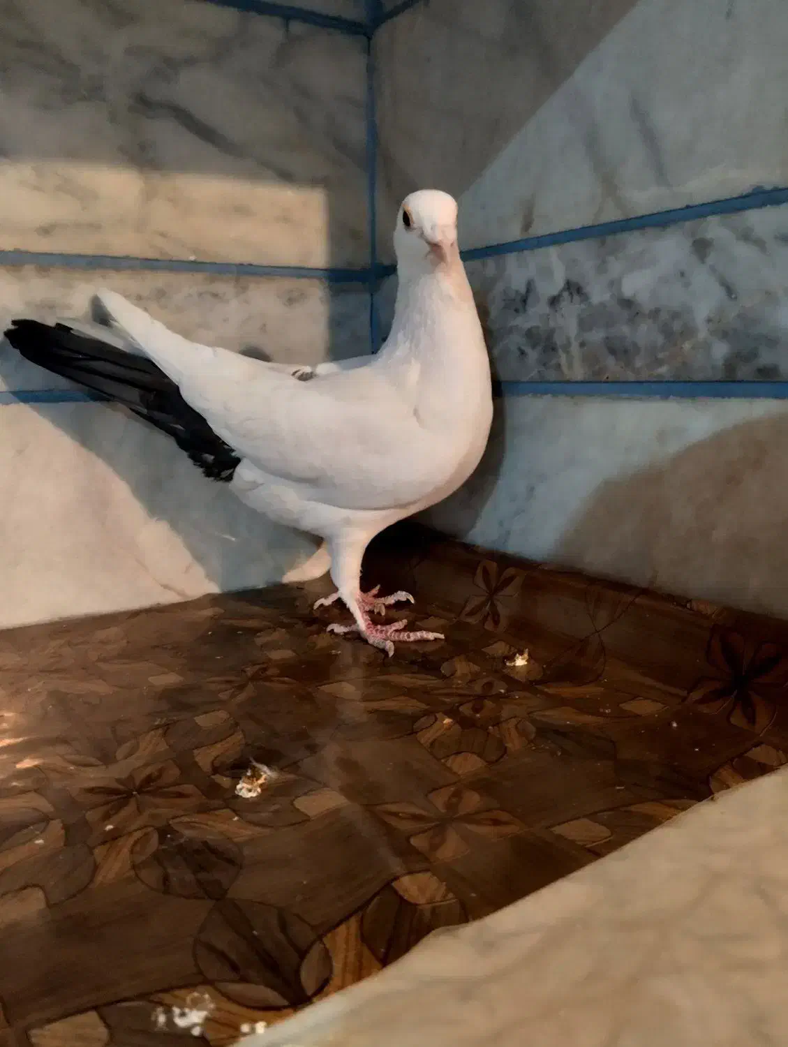 کبوتر نر دم سیاه|پرنده|زرند, |دیوار