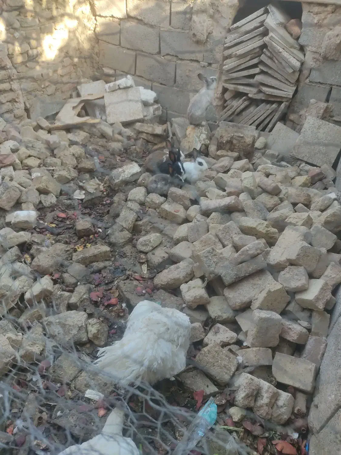 خرگوش|موش و خرگوش|سبزوار, صالح آباد|دیوار