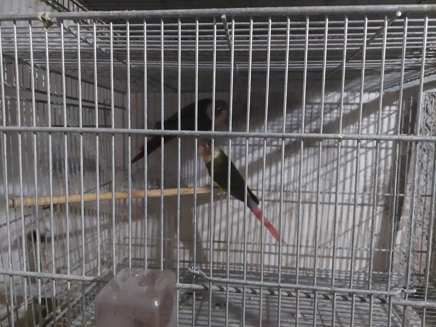 گیرینچیک مولد|پرنده|محمدشهر, محمدشهر|دیوار