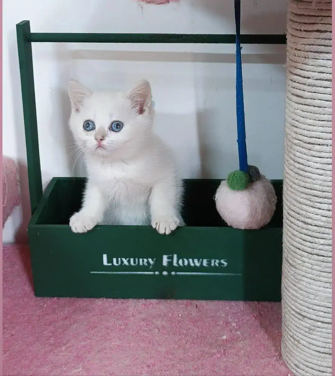 گربه های اصیل و خالص و شجره دار|گربه|شیراز, عفیف‌آباد|دیوار