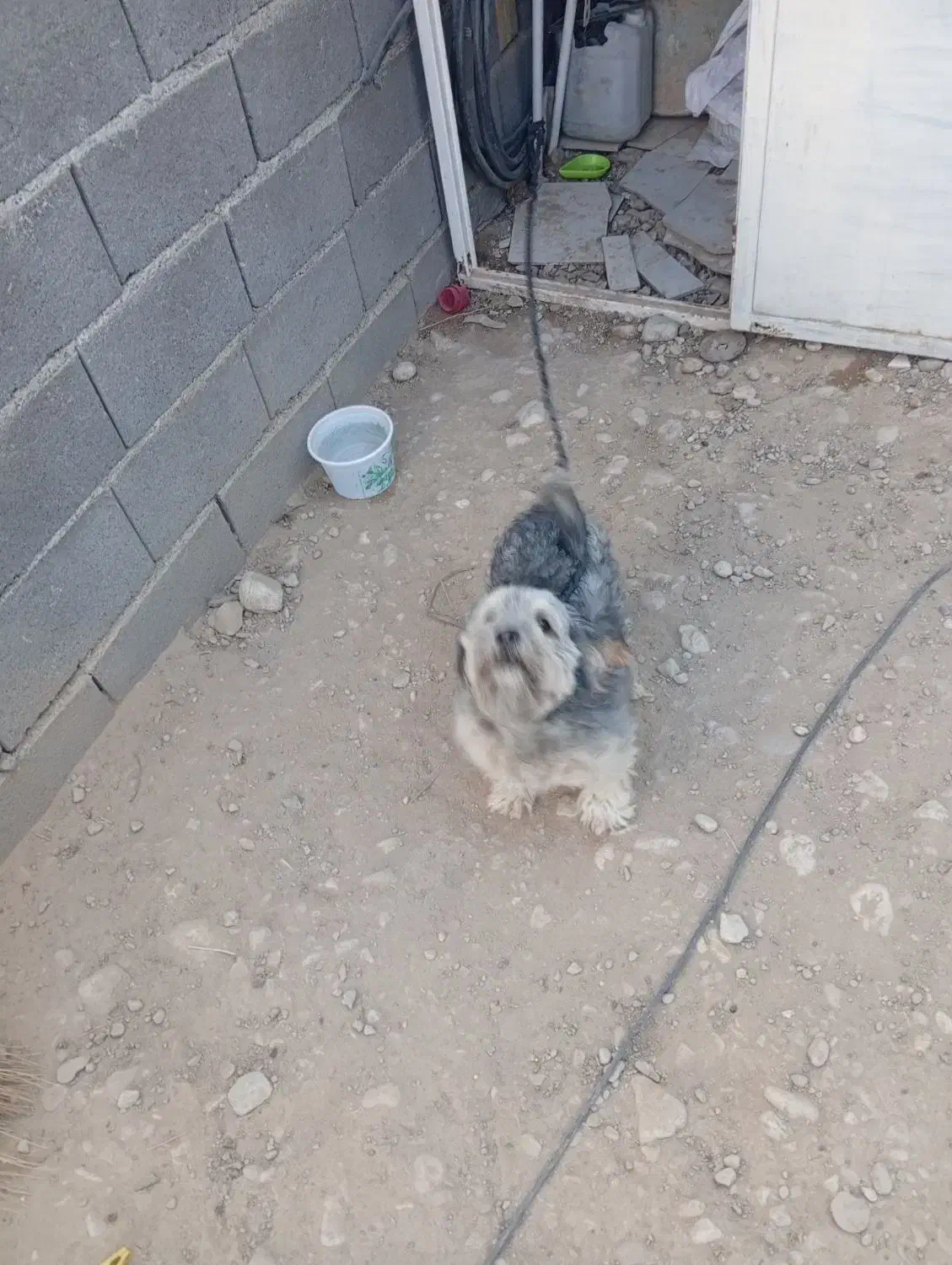 سگ پاپی خانگی|سگ|لردگان, |دیوار