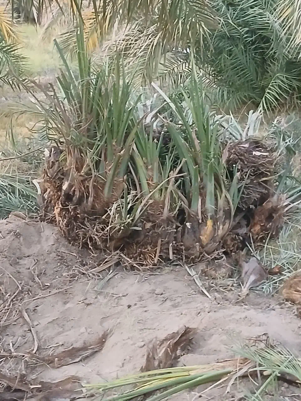 پاجوش درخت مضافتی|گل و گیاه طبیعی|ریگان, |دیوار