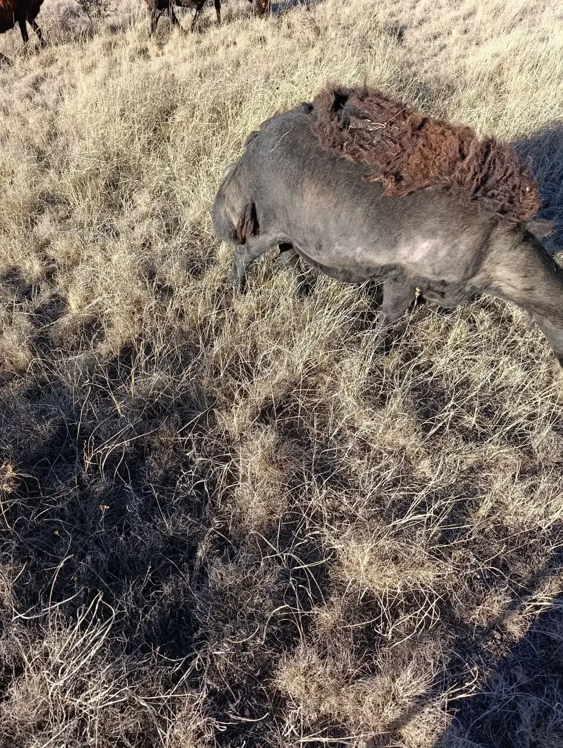 فروشسهراسگوسفندهشیشکیکراسبز|حیوانات مزرعه|کوراییم, |دیوار