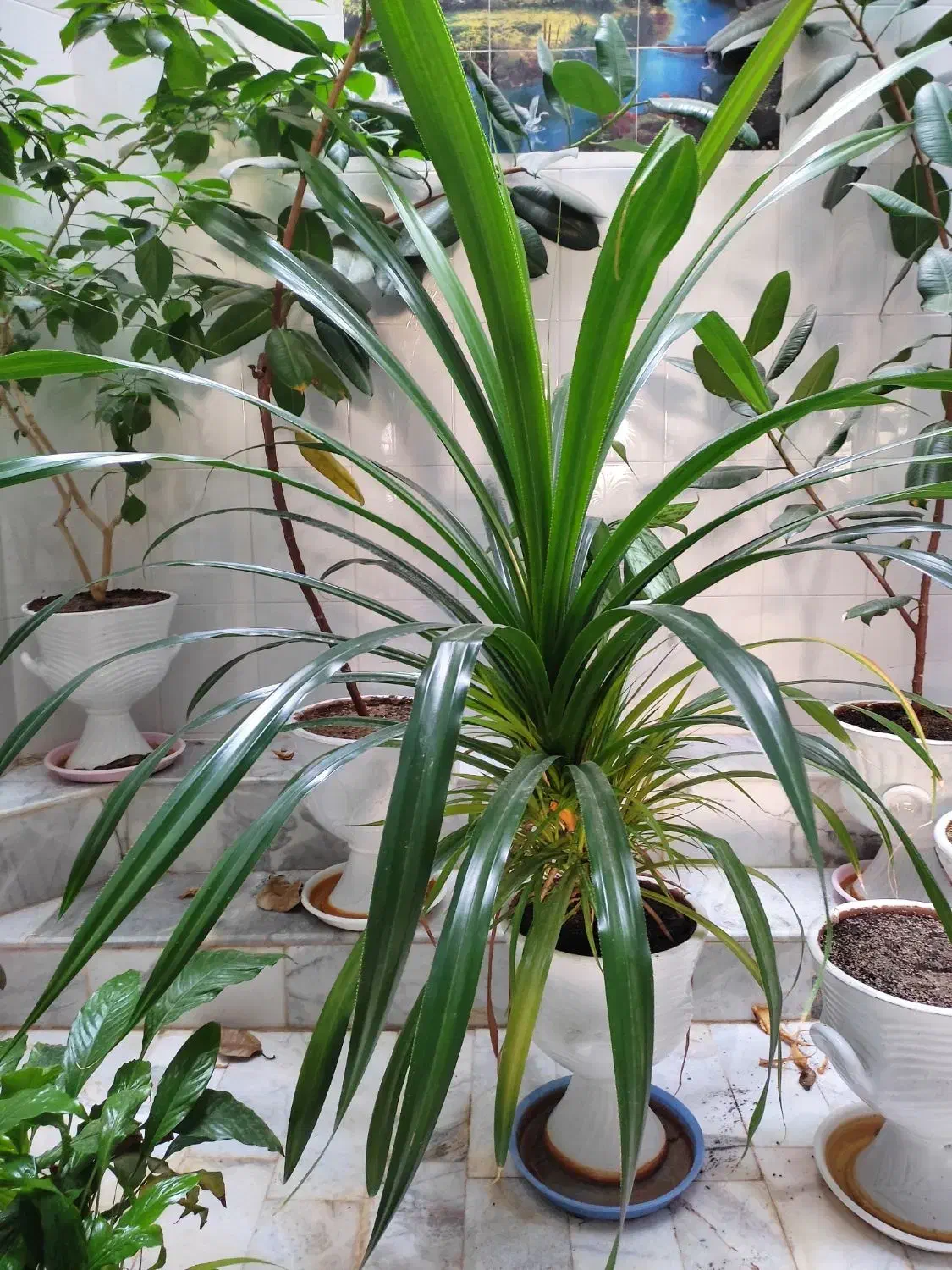 گل خانگی|گل و گیاه طبیعی|سنندج, |دیوار