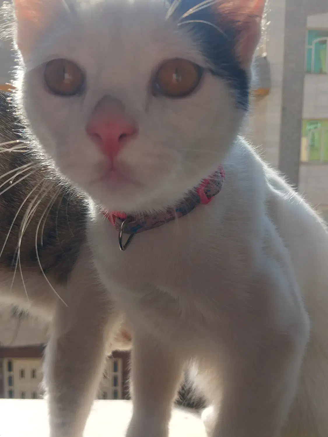 گربه گمشده|حیوانات|فردیس, فردیس|دیوار