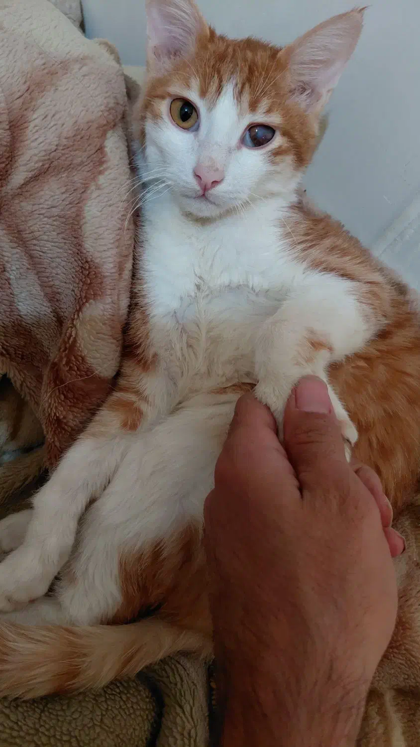 واگذاری گربه خانگی به شرط نگهداری|گربه|پرند, فاز ۶|دیوار